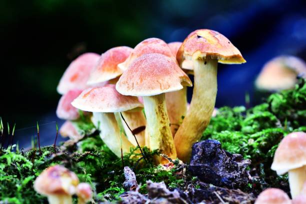 istock Autumn Fruiting Fungi 1359159038