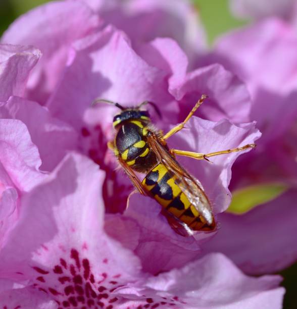 istock SunbathinWasp on a pink azalea 1359159559