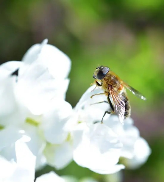 Drone Fly bathing in the sunshine on a white flower