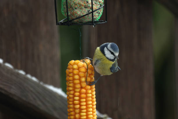 Titmouse in winter on the cob of corn.