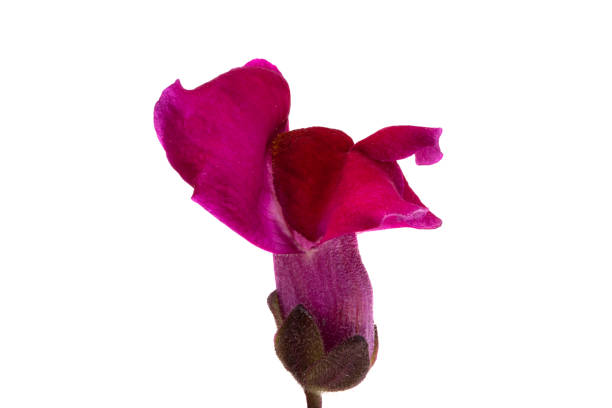 Snapdragon flower isolated on white background