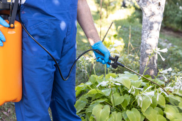 istock Weed killer herbicide glyphosate spraying in the garden 1359164080