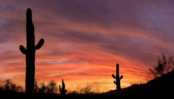 cacto no deserto com um sunet brilhante - phoenix arizona skyline desert - fotografias e filmes do acervo