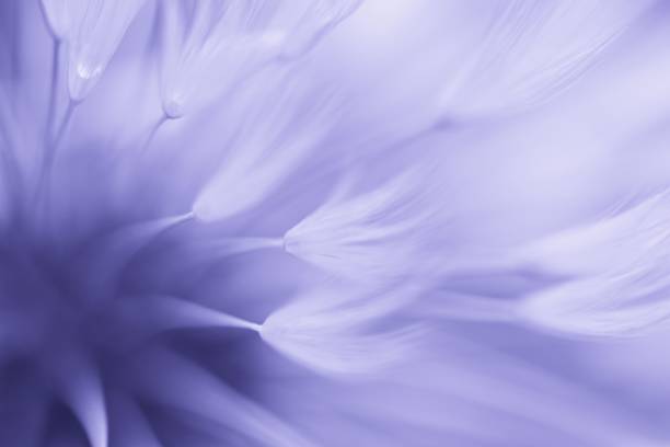veri peri - color del año 2022 - concepto de moda.  diente de león borroso abstracto inspirado en el color 17-3938 - flower nature lavender lavender coloured fotografías e imágenes de stock