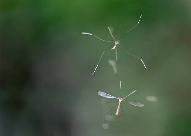 istock Insect macro photography 1359167673