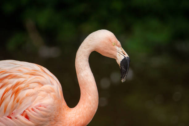 istock pink Chilean Flamingo 1359168178