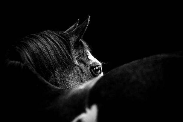 istock Majestic Horses 1359168368