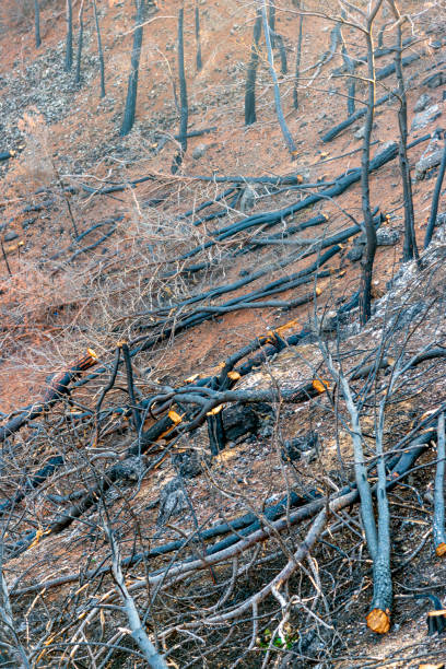 Antalya/Turkey: Outlook of forest regeneration after forest fire