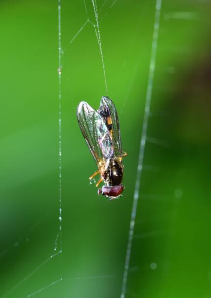 istock Melanostoma mellinum in a spiders web 1359171002