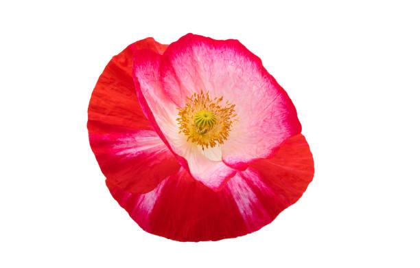 istock beautiful poppies isolated 1359171568