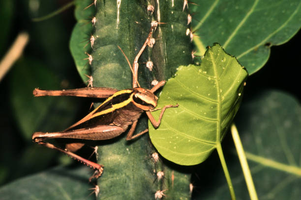 Insect-Grass Hooper stock photo