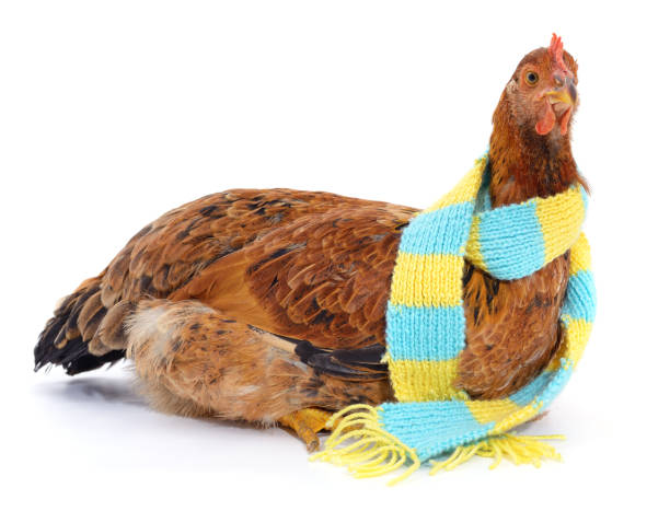 istock Chicken in a scarf. 1359172892