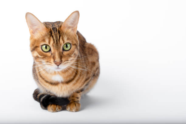 istock Bengal cat sits with its tail curled up against a white background with copy space. 1359173248
