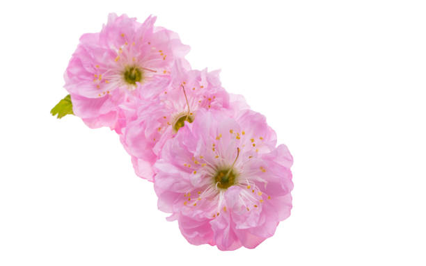 istock almond flowers isolated 1359173268