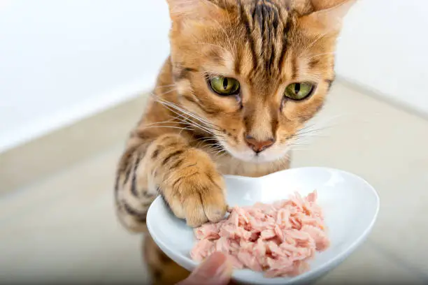 Photo of Bengal cat reaches for food with its paw.