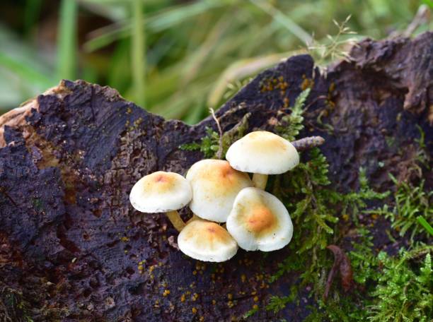 istock Autumn Fruiting Fungi 1359174424