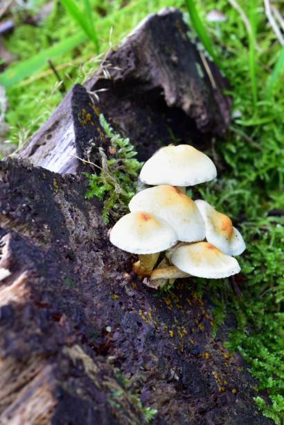 istock Autumn Fruiting Fungi 1359174432