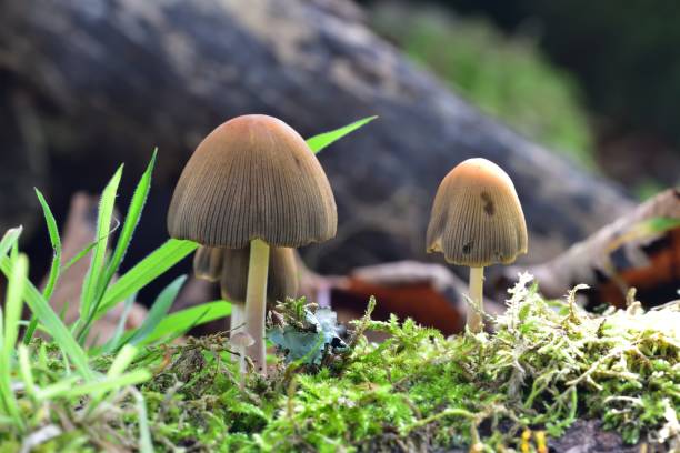 istock Autumn Fruiting Fungi 1359174582