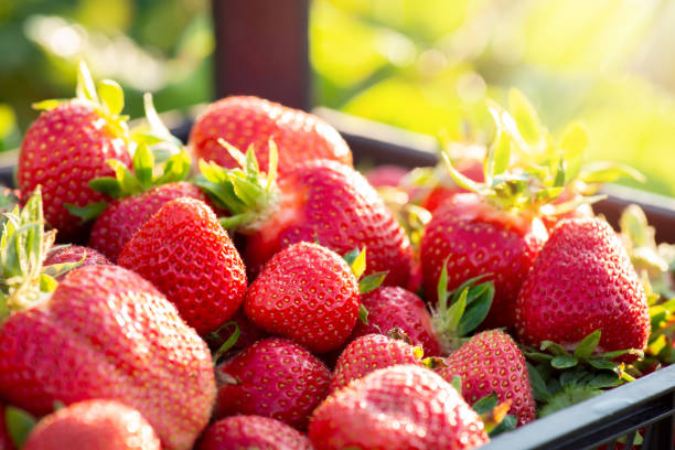 Harvest of ripe red strawberries in container on a sunny summer day stock photo