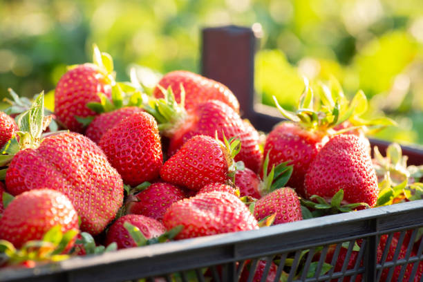 istock Black plastic box full of red ripe strawberries 1359174684