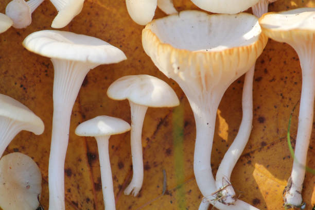 istock Snowy waxcap (Cuphophyllus virgineus, syn. Hygrophorus virgineus) mushroom. September, Belarus 1359174780