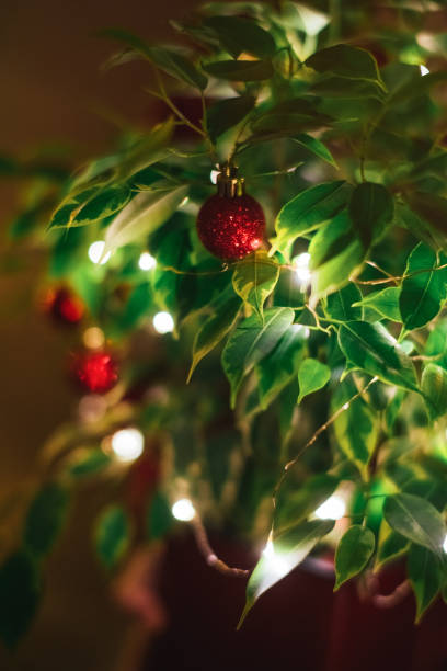 istock Ficus Benjamin in flowerpot decorated as Christmas tree 1359174874