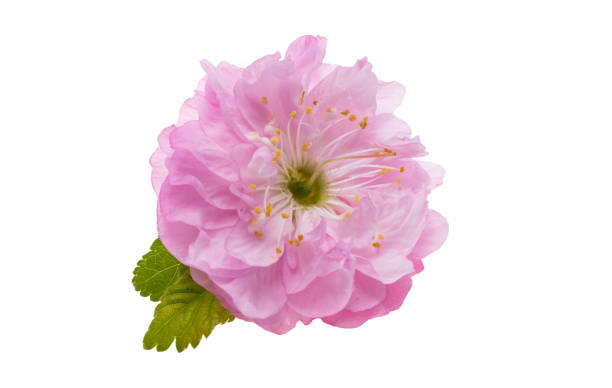 istock almond flowers isolated 1359176490