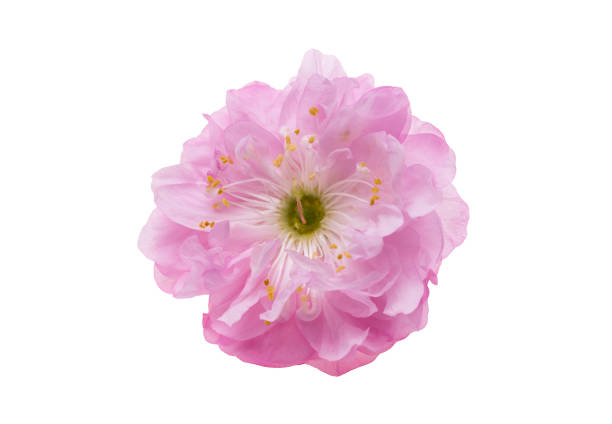 istock almond flowers isolated 1359177605