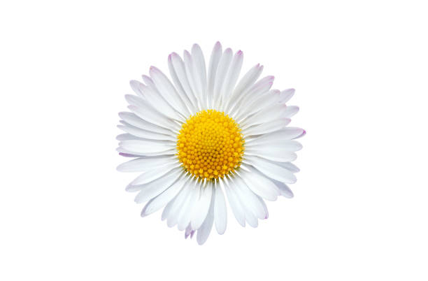 istock Common daisy blossom isolated on white background 1359178001