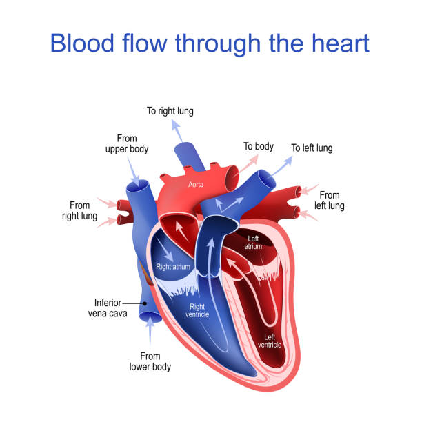 illustrations, cliparts, dessins animés et icônes de circulation du sang à travers le cœur. section efficace - valvule cardiaque