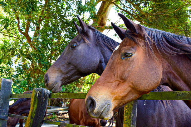 istock Brown horses in Cerro Punta, Chiriqui, Panama 1359181278