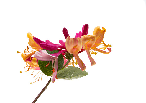honeysuckle flowers isolated on white background