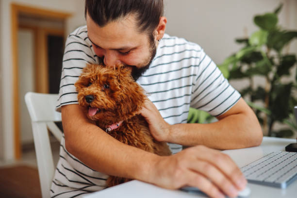 istock Man holding pet red poodle dog and using laptop at home 1359182371