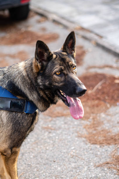 istock German Shepherd in the field. Dog training 1359184432