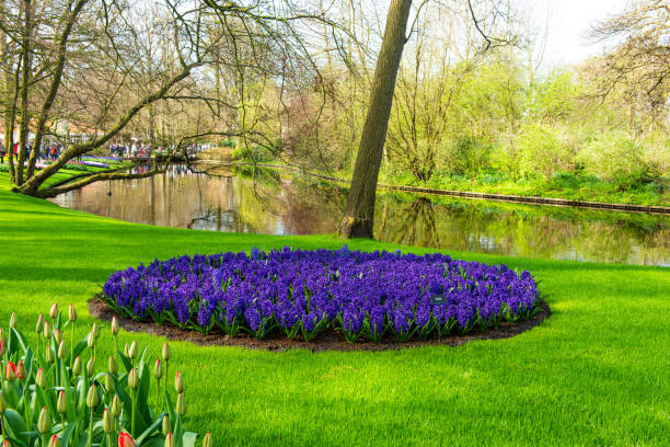 istock Dutch hyacinths in the park in spring 1359184505