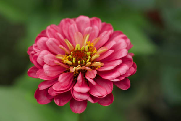 mise au point sélective sur une fleur rouge avec un arrière-plan flou. gerbera rose dans le jardin. fleur de gerbera rose en fleurs en gros plan sur fond vert. espace de copie. belle fleur de marguerite rouge en fleurs. - wildflower zinnia old fashioned copy space photos et images de collection