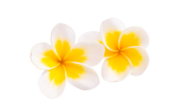 istock plumeria flower isolated 1359186817