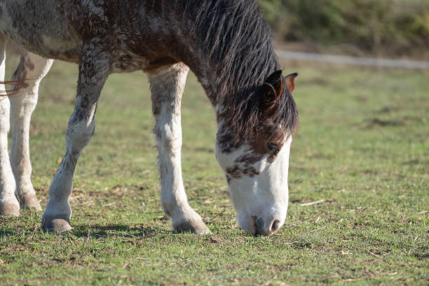 Spotted American Indian horse is grazing grass on pasture.