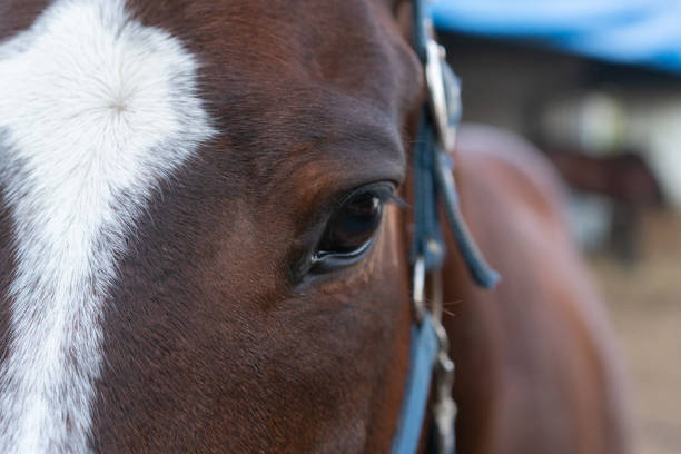 Soulful horse eyes gaze directly at the camera, revealing the deep connection between horse and human.