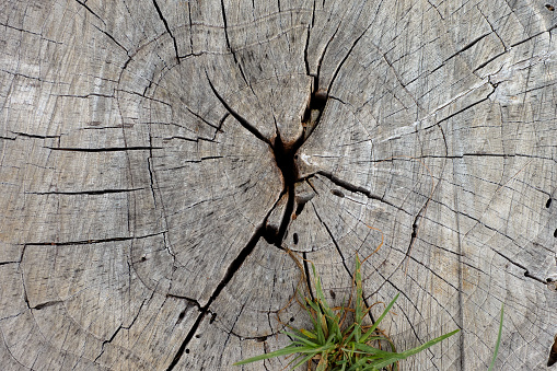 A crack in a dry stump. Close-up