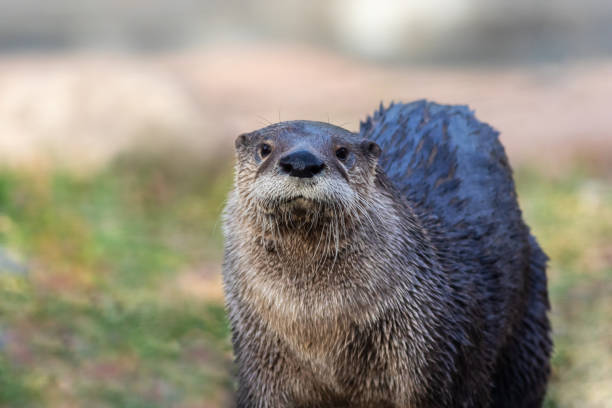 One small sea otter in winter. Close up of mammal