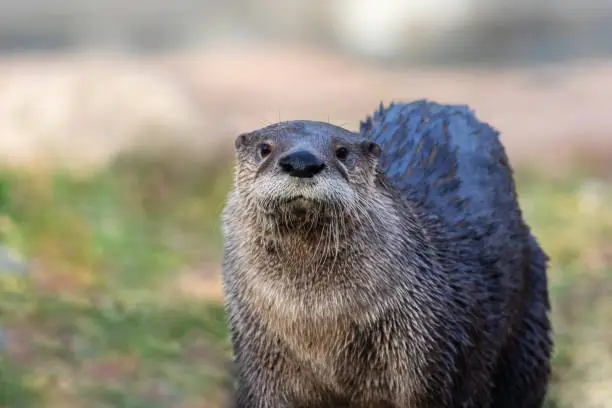 Photo of North American River Otter portrait with soft defocused background and copy space