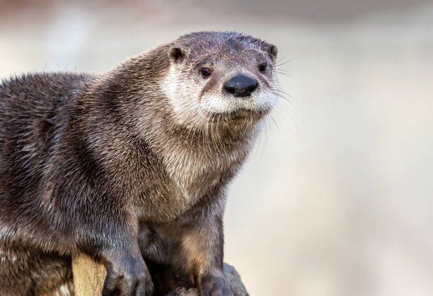 North American River Otter portrait with soft defocused background and copy space stock photo
