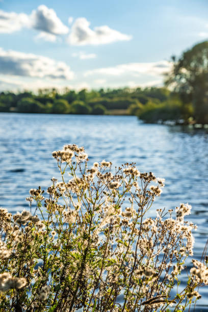 istock Summer Landscape in park 1359189243