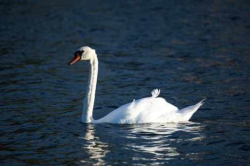 White swan in water. Swan in pond. Bird in park. Details of wildlife.