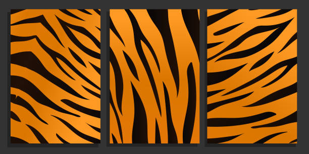 Tiger skin texture background set. Tigers black and orange stripes fur background Tiger skin texture background set. Tigers black and orange stripes fur background collection. Vector backdrop pattern tiger stripe stock illustrations