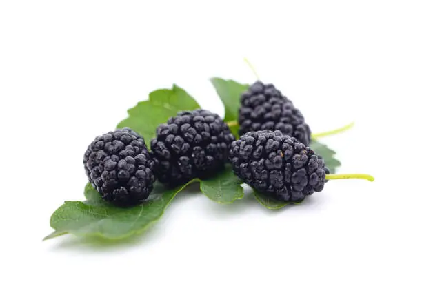 Photo of A mulberry with leaves.