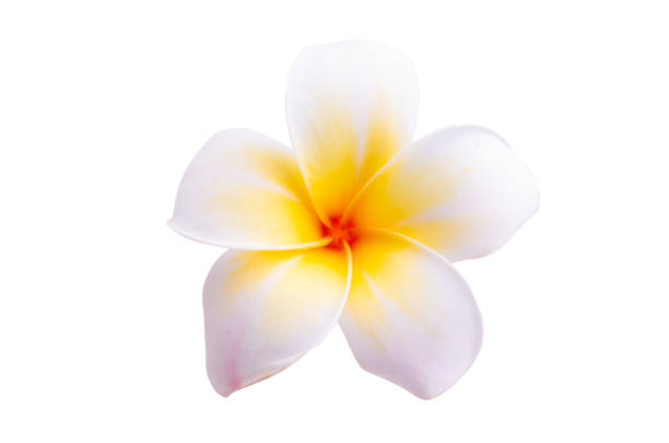 istock plumeria flower isolated 1359191972