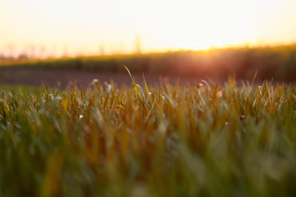 istock Sunny rapeseed field at sunset. Bio Plant. Natural background 1359192174