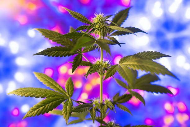 Festive hemp surrounded by glow. Medicinal marijuana on garland lights background.